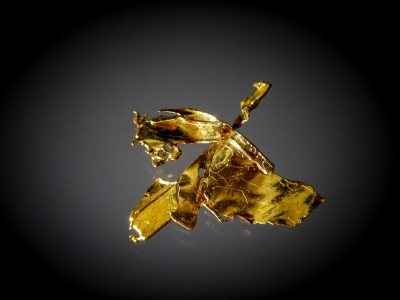 Gold from South Fork Feather River, Plumas County, California, USA [db_pics/update7/ML00471a.jpg]