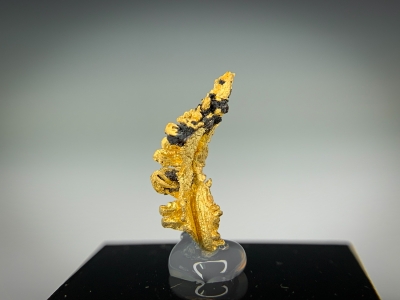 Gold from Guelmim-Oued Noun Region, Morocco [db_pics/update7/ML00717a.jpg]