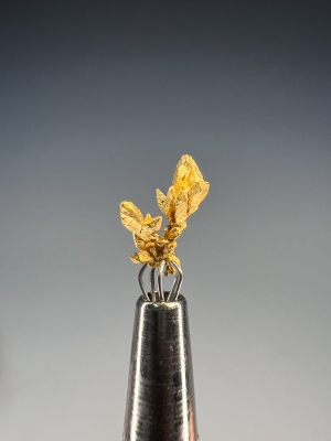 Gold from El Pauji, Gran Sabana, Venezuela [db_pics/update7/ML00948d.jpg]