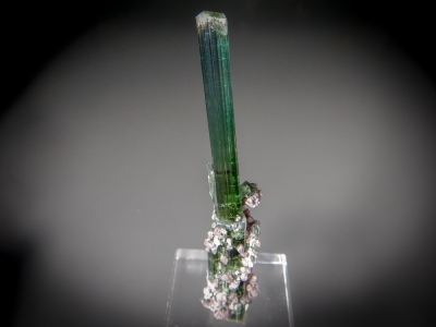 Tourmaline from Cruzeiro Mine, Sao Jose da Safira, Minas Gerais, Brazil [db_pics/zowater/DZ5508a.jpg]