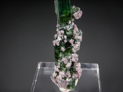 Tourmaline from Cruzeiro Mine, Sao Jose da Safira, Minas Gerais, Brazil [db_pics/zowater/DZ5508b.jpg]